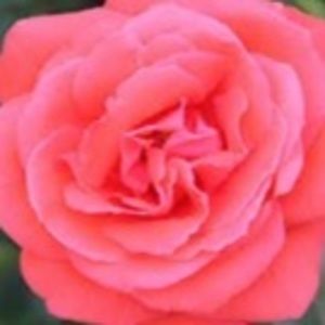 Meet your Posher, Kaitlyn